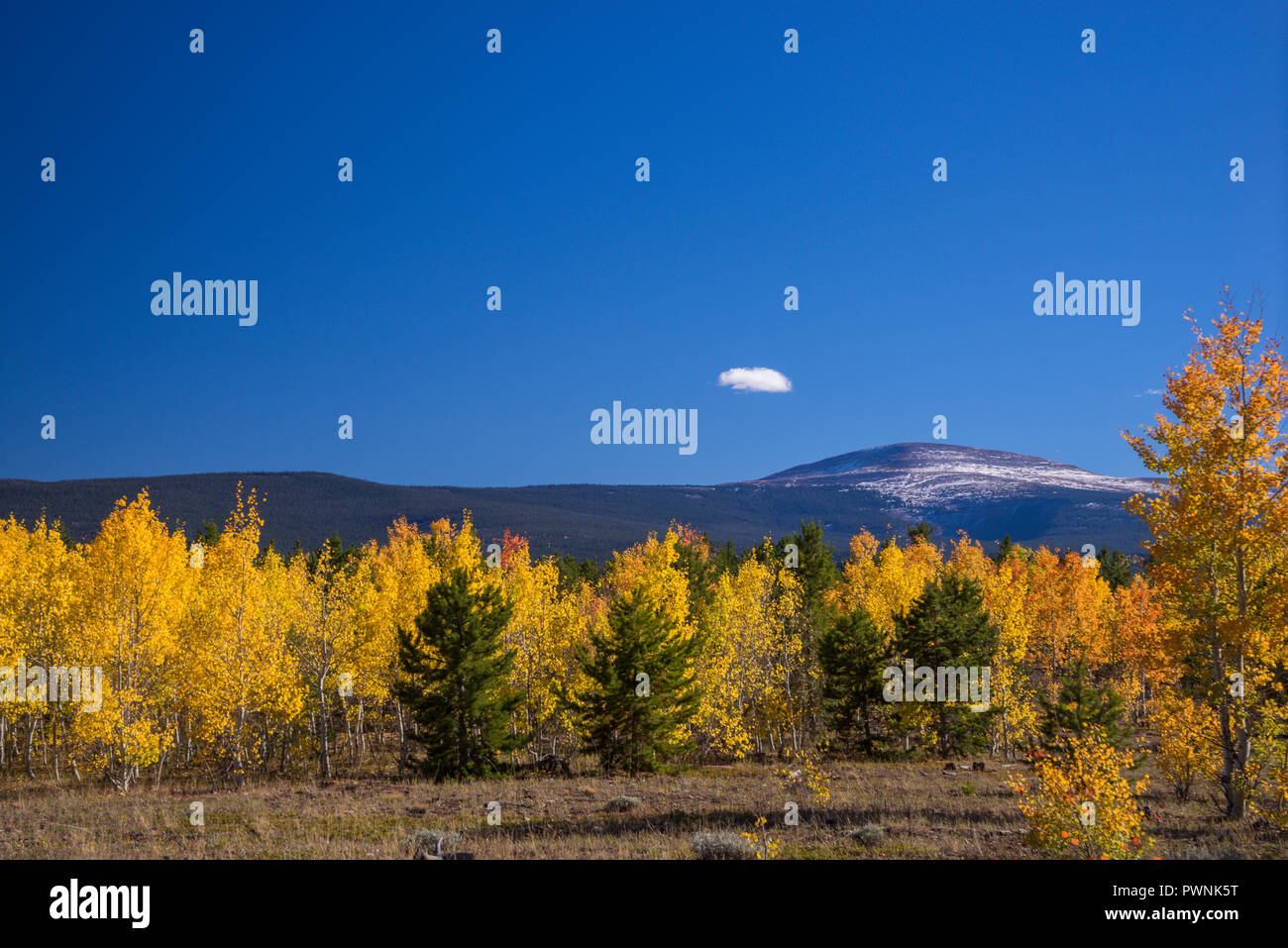 Stati Uniti d'America,UTAH, Ashley National Forest, Aspen a caduta Foto Stock