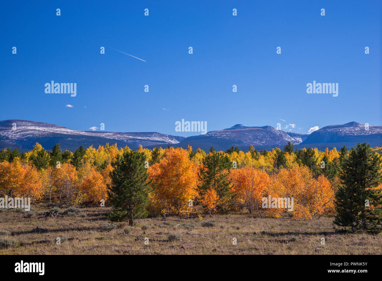 Stati Uniti d'America,UTAH, Ashley National Forest, Aspen a caduta Foto Stock