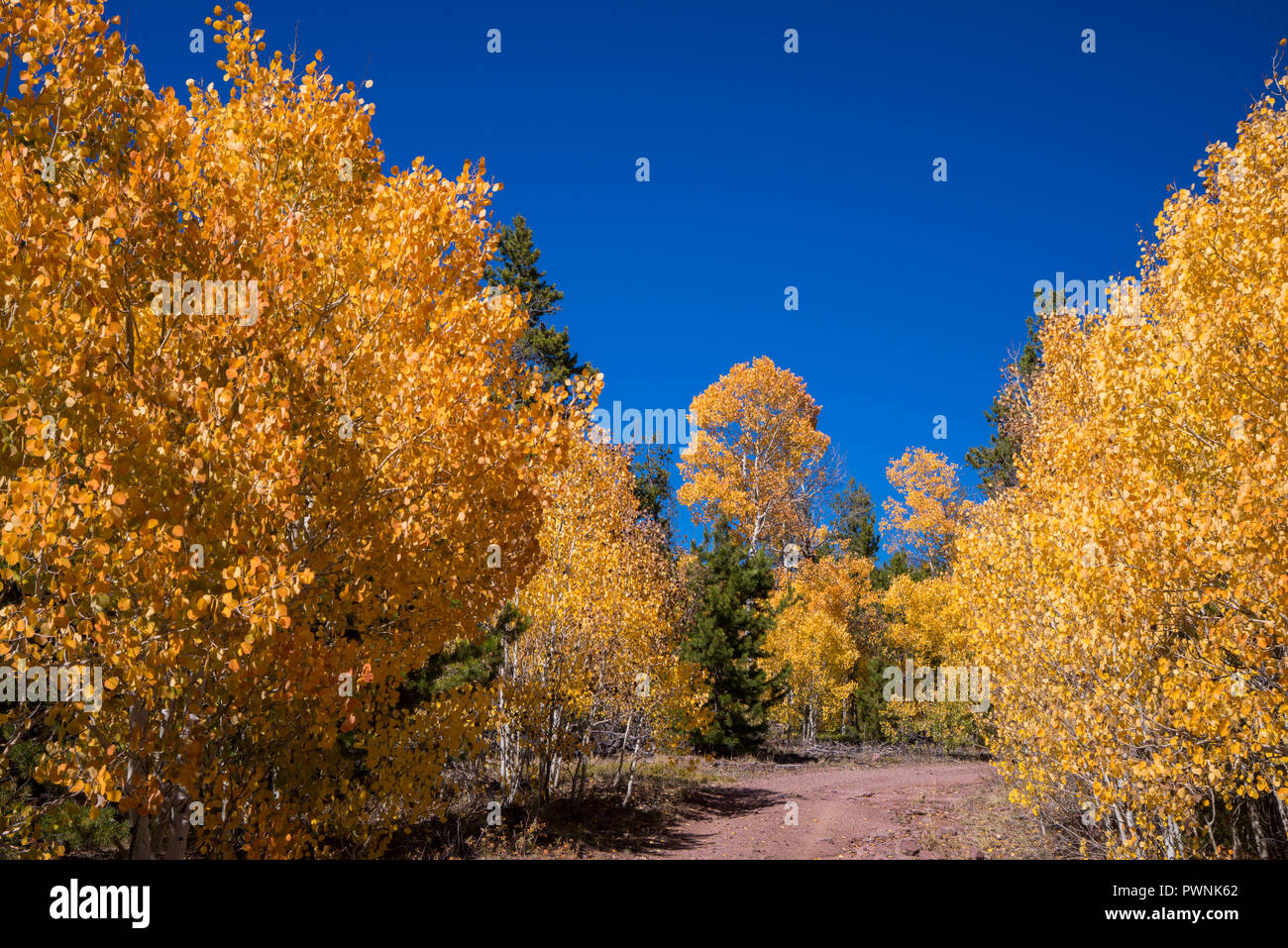 Stati Uniti d'America,UTAH, Ashley National Forest, Aspen a caduta Foto Stock