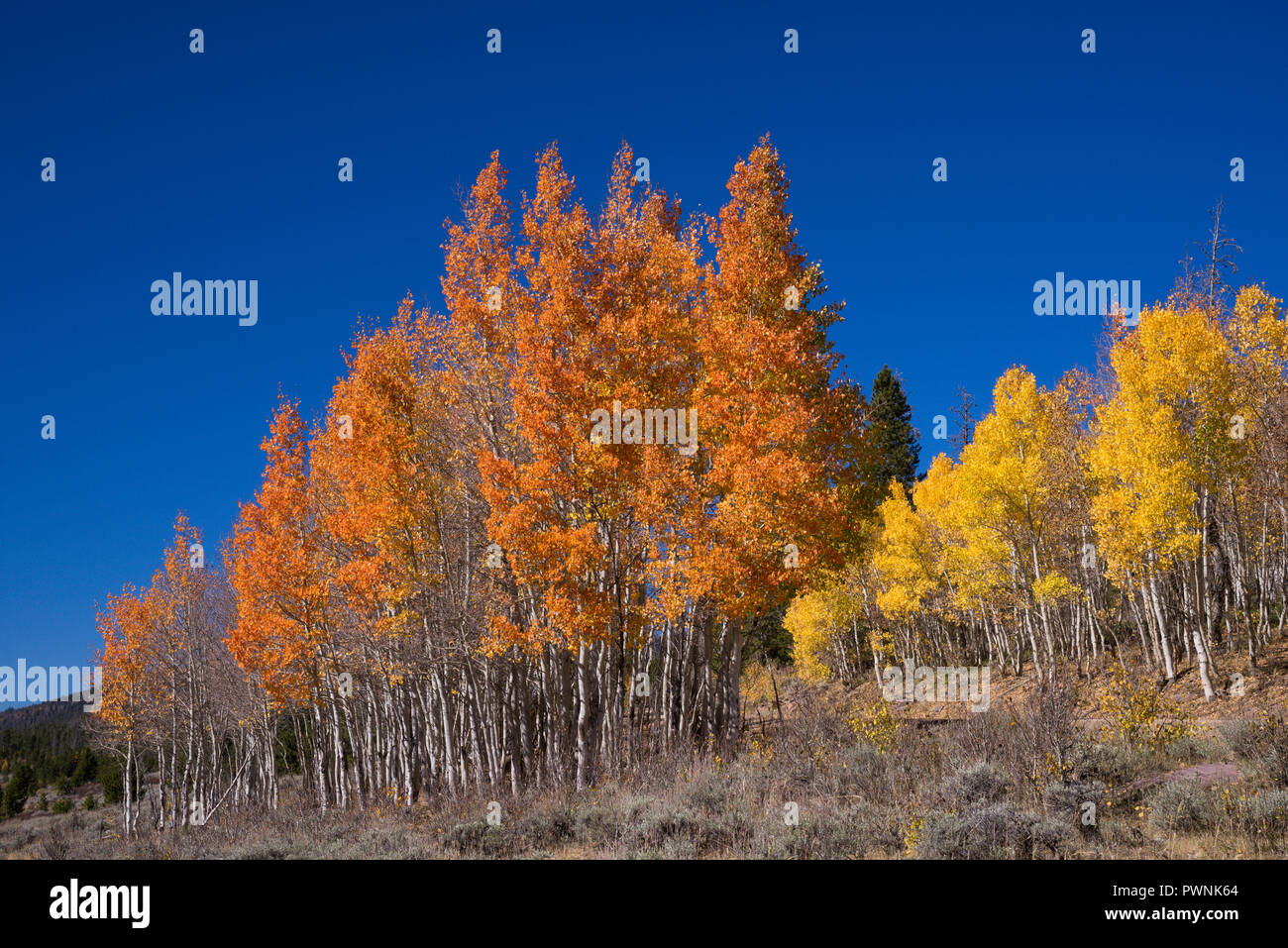Stati Uniti d'America,UTAH, Ashley National Forest, Aspen a caduta Foto Stock