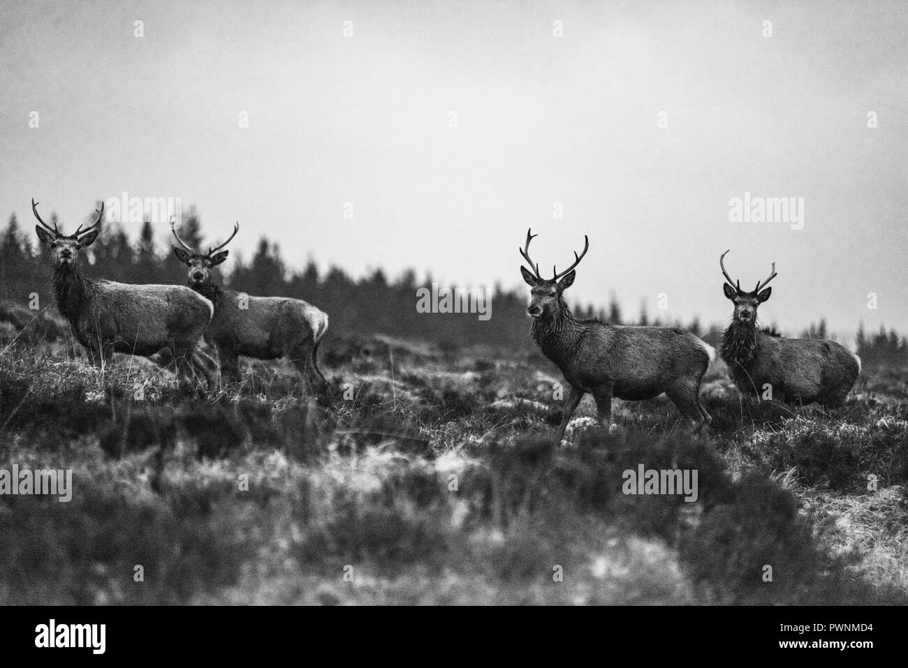 Bianco e nero, Red Deers guardando la macchina fotografica, Stags, Cervus elaphus scoticus, Highlands, Scozia, Regno Unito Foto Stock