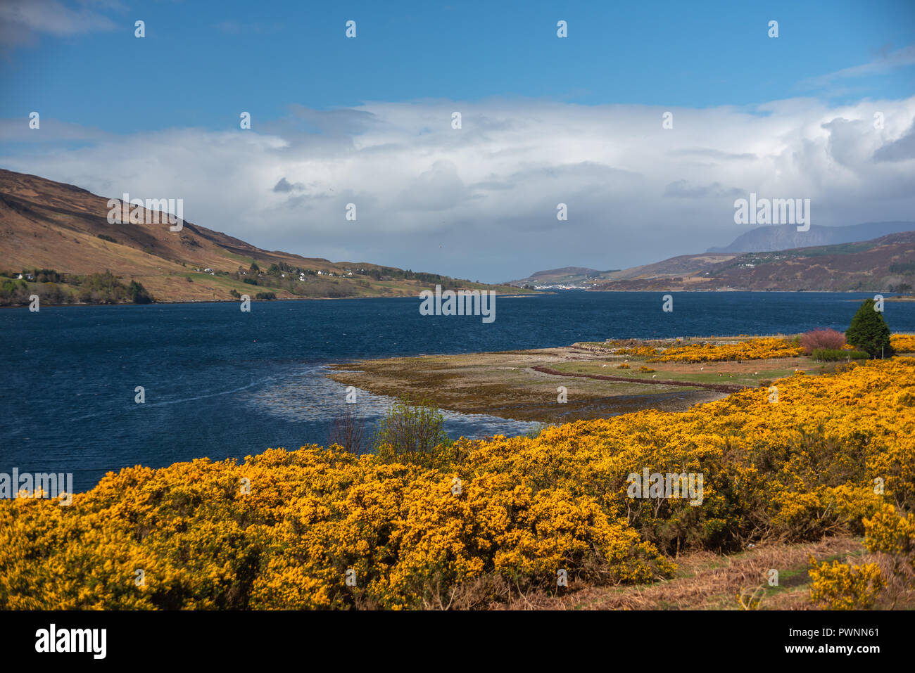 Punto di vista a Loch Broom, con campi di Ulex giallo in primo piano, Ullapool, Scozia, Regno Unito Foto Stock