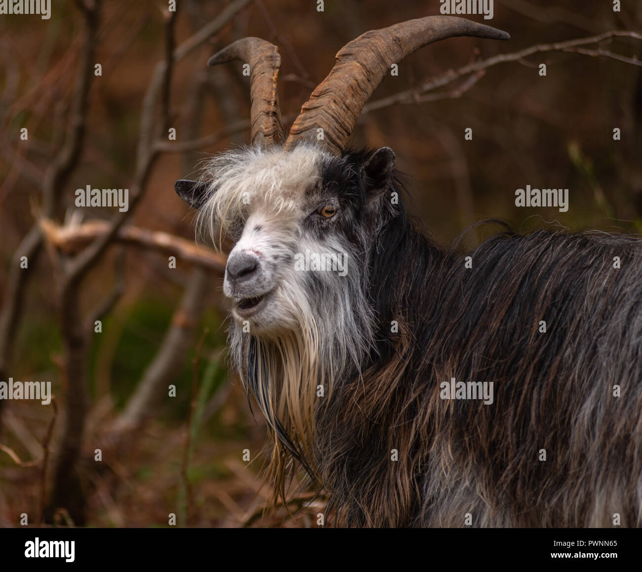 Capra selvatici della Scozia Foto Stock