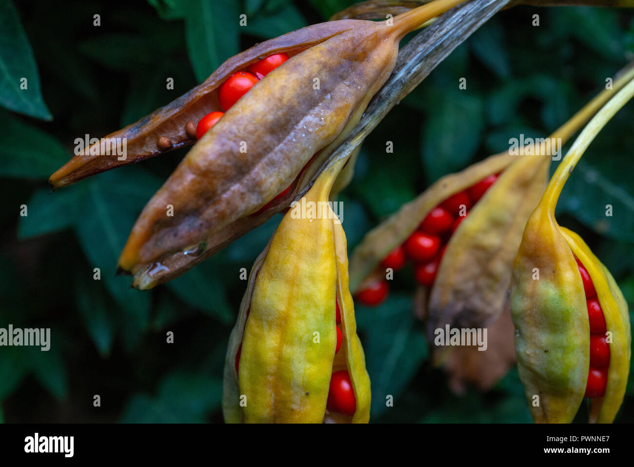 Appassimento iris foetidissima capsule di seme in autunno, REGNO UNITO Foto Stock
