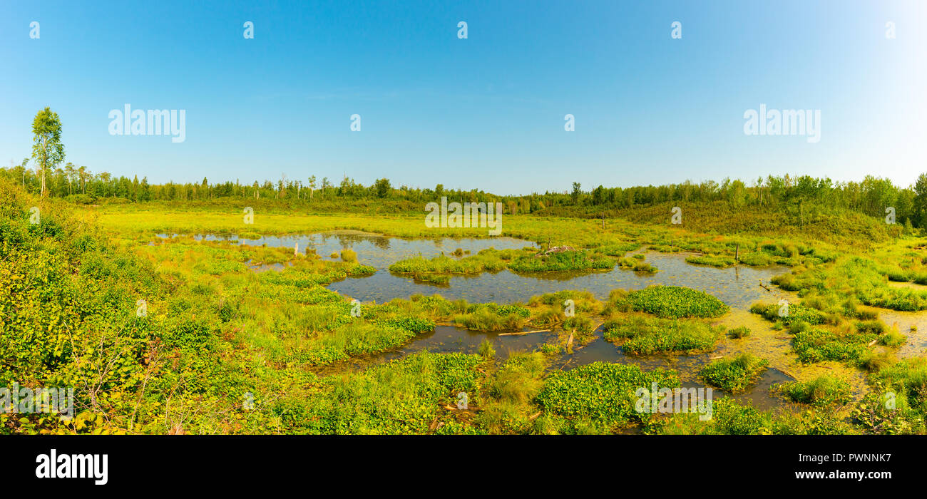 Un castoro stagno nel processo di subire una successione ecologica in un prato di castoro, Elk Island National Park, Alberta, Canada Foto Stock