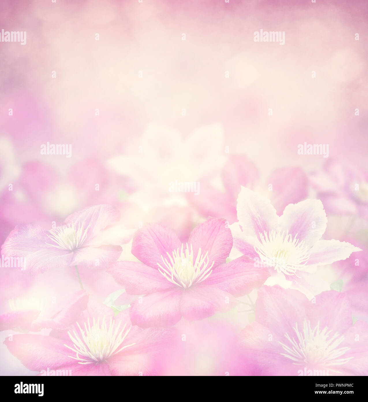 La clematide fiori per lo sfondo, soft focus Foto Stock