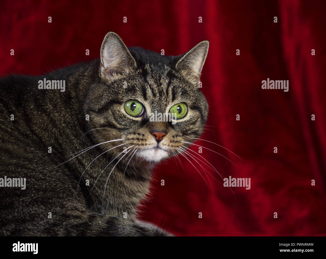 Cagnaccio spessa striped cat sdraiata su un tappeto rosso, verde brillante occhi, un naso arancione e un muso rotondo, un animale adulto, uno sguardo obliquo e mad Foto Stock