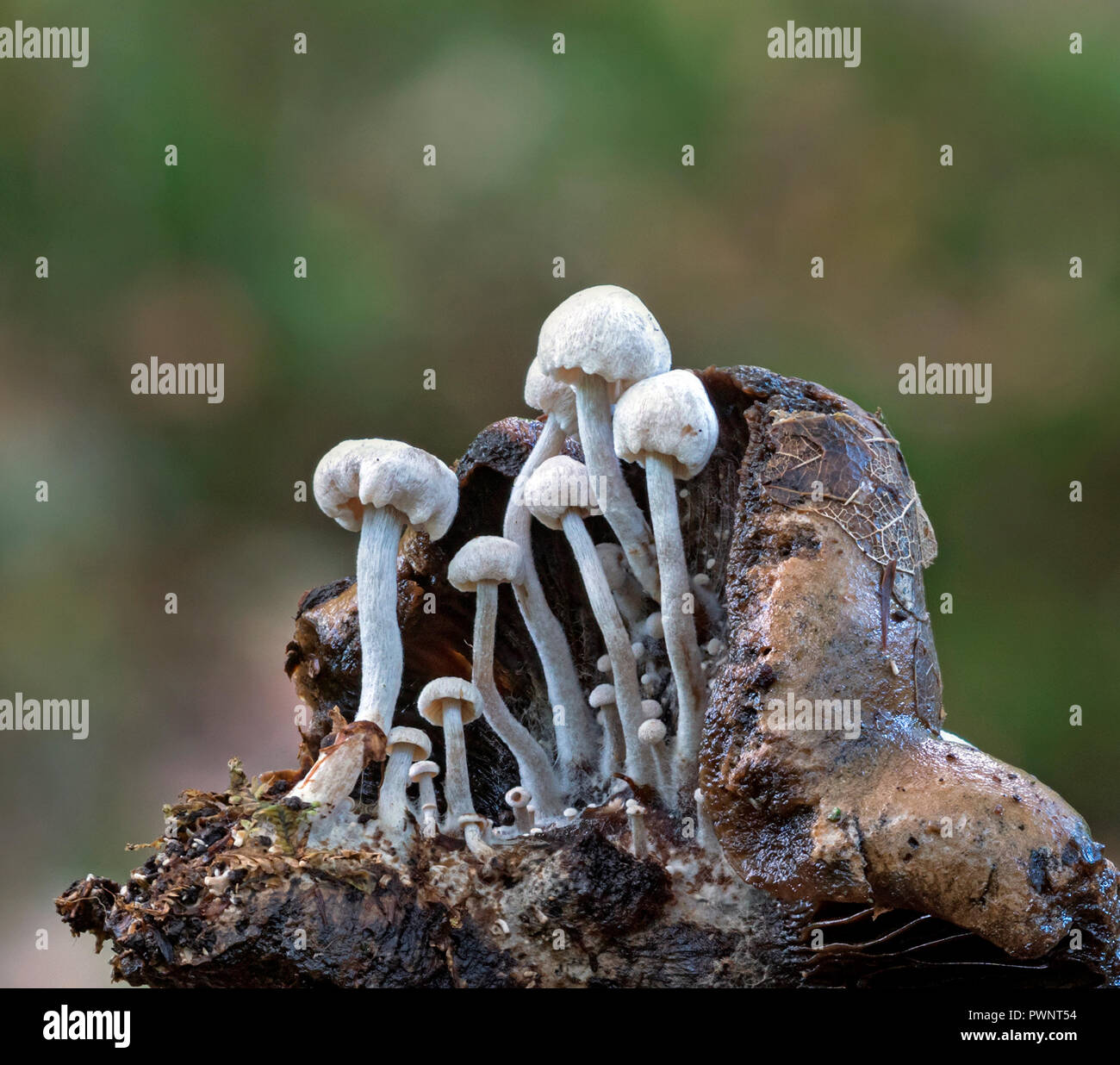 Asterophora parasitica (Setosa Piggyback) un fungi parassita che cresce su un annerimento Russula funghi Foto Stock