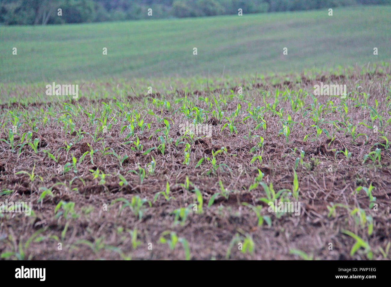 PONTA GROSSA, PR - 13.10.2018: PLANTAÇÃO MILHO EM DESENVOLVIMENTO n. PR - piantagione di grano sotto lo sviluppo delle zone rurali in proprietà nel comune di Ponta Grossa, Regione di Campos Gerais. (Foto: Dirceu Portogallo/Fotoarena) Foto Stock