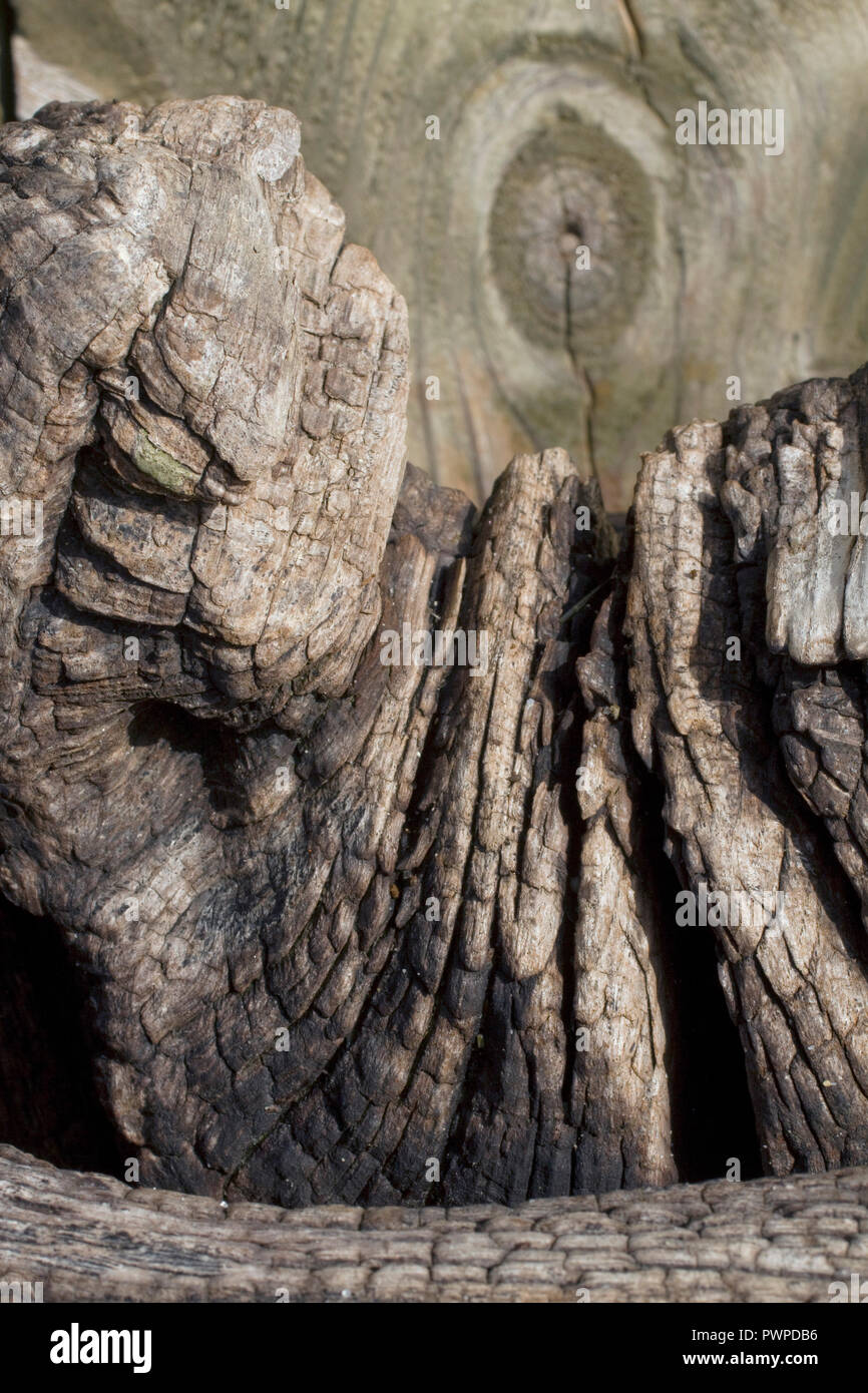 Close-up su un palo di legno di un frangiflutti erose dal mare. Foto Stock