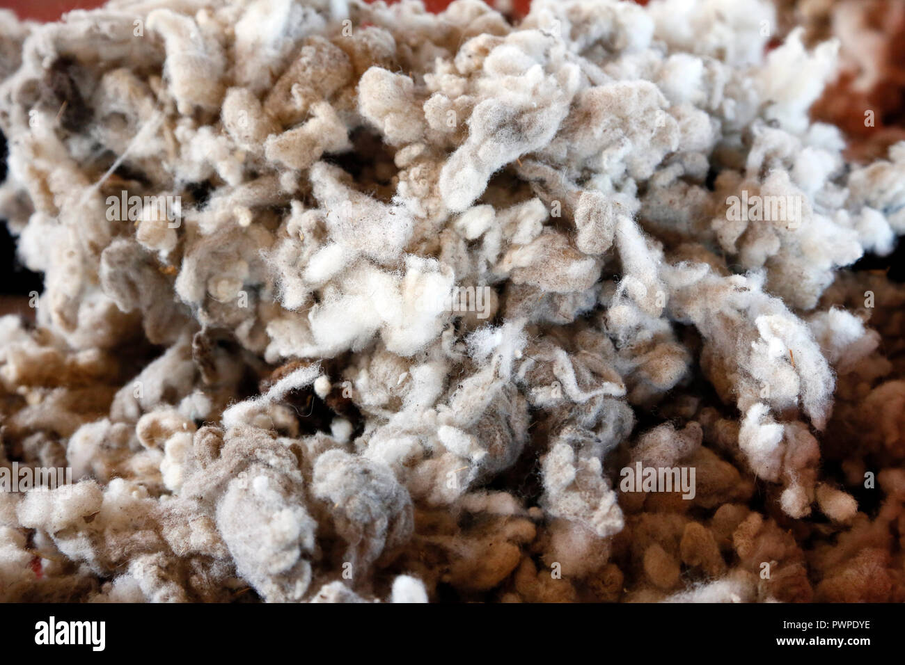 Stati Uniti d'America. Utah. Il Cedar City. Frontiera Homestead parco dello stato. Close-up di lana di pecora appena troncare e non si attorciglino. Foto Stock