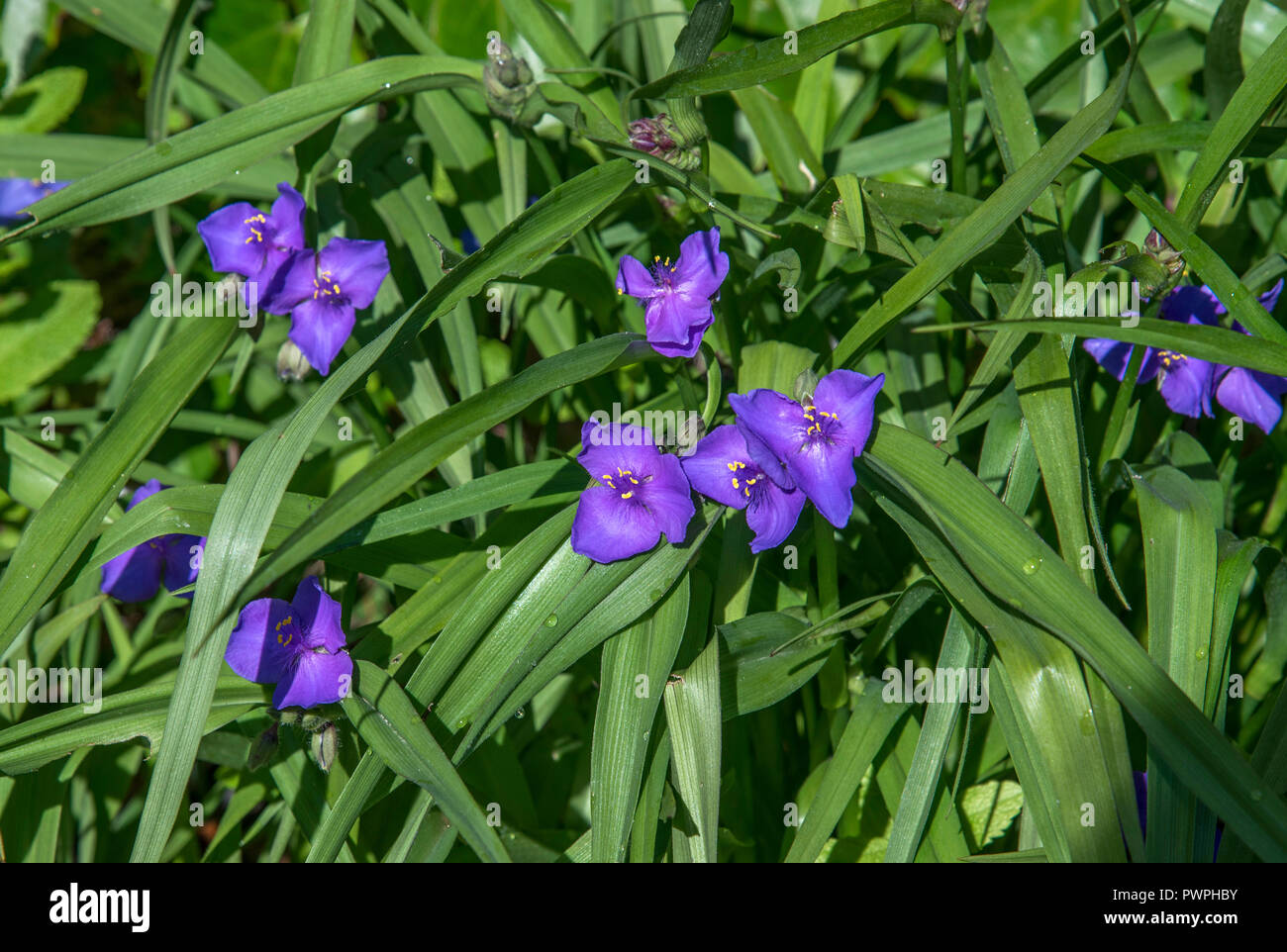 Francia, effimero pianta erbacea della Virginia (Tradescantia virginiana) Foto Stock