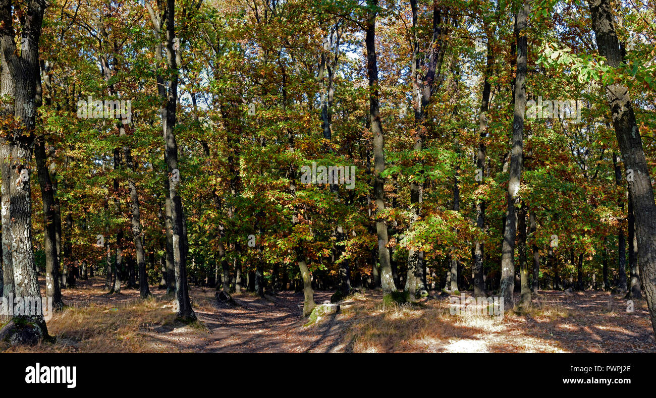 Vista panoramica nella profondità di un bosco di latifoglie, con struttura rarefatta corone in autunno colori e un gioco di luci e ombre Foto Stock