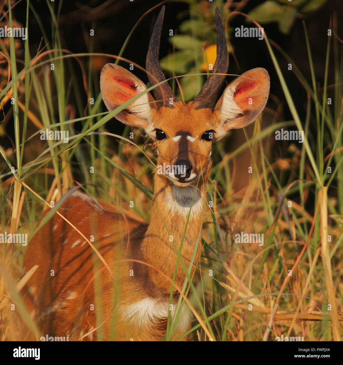 Bushbuck giocando "Peek a Boo' Foto Stock