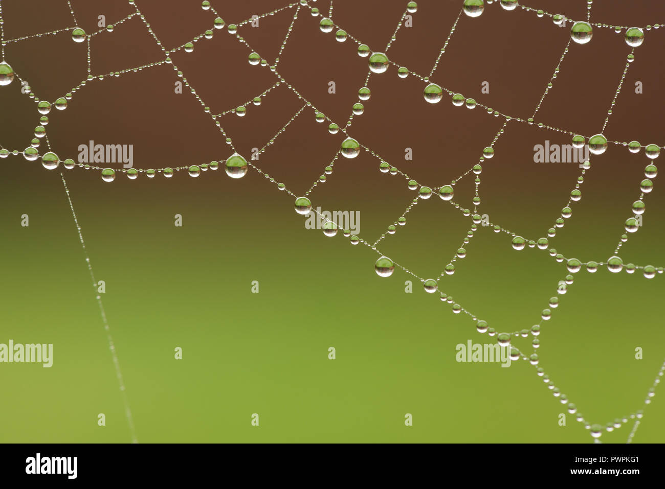 Pioggia e nebbia in autunno rivestire una spider web rivelando il silken gossamer thread goccioline laden con goccioline di acqua di pioggia e catturato fly Foto Stock