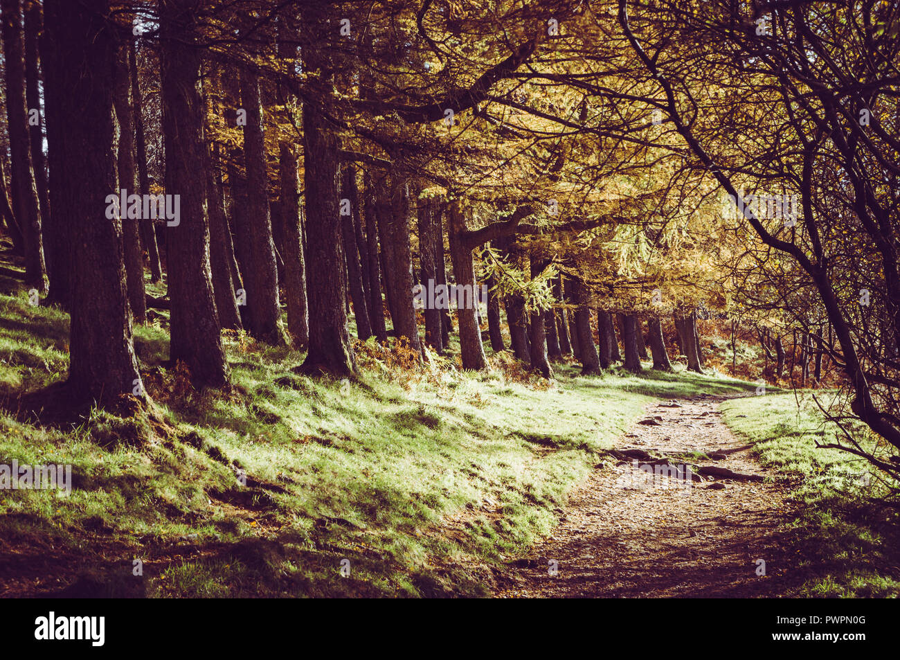 Lake District, Autunno, foglie, alberi Hikinh Foto Stock