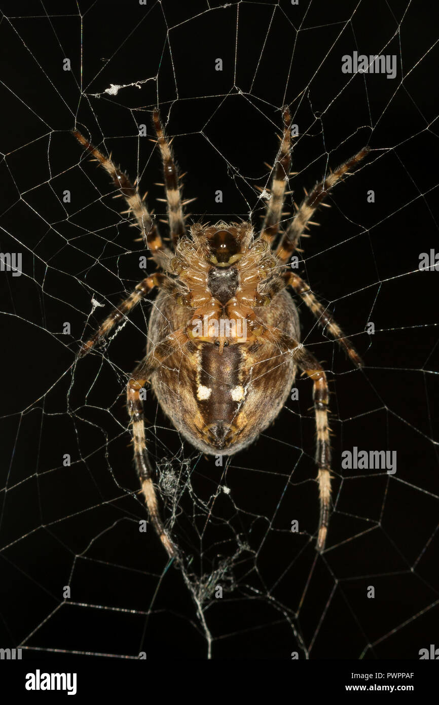 Dettaglio, macro primo piano di ragno selvaggio del giardino britannico (Araneus diadematus) isolato all'aperto in rete. Insetti, arachnidi - British giardino fauna selvatica. Foto Stock