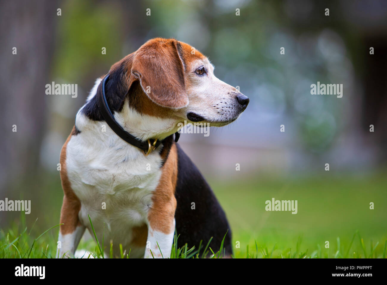 Un cane beagle seduto e guardando al lato. Foto Stock