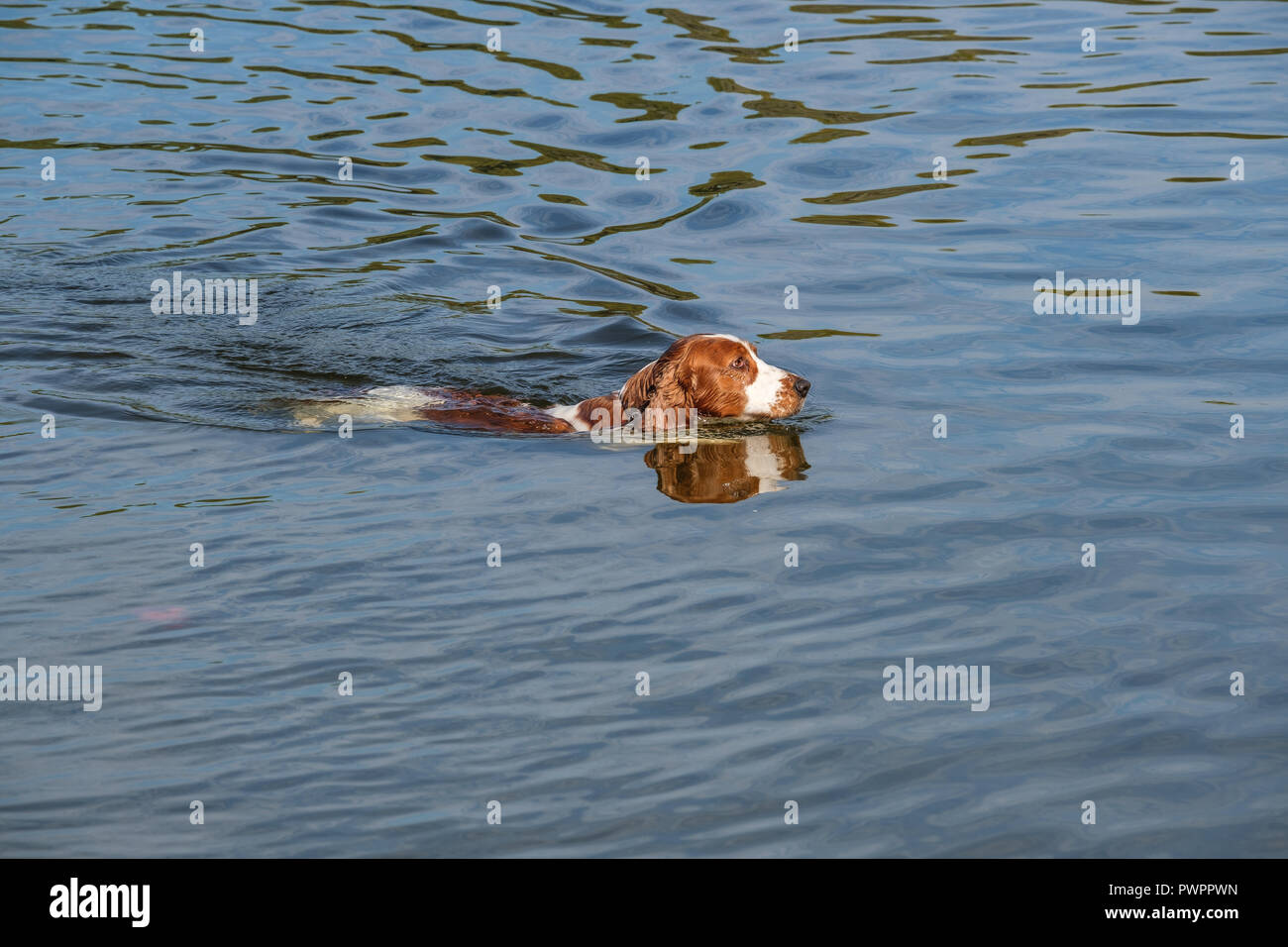 Welsh Springer Spaniel cane nuota in un piccolo lago. Foto Stock