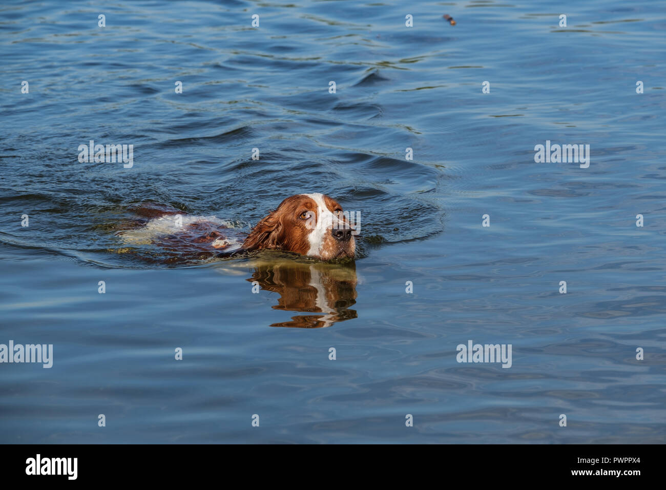 Welsh Springer Spaniel cane nuota in un piccolo lago. Foto Stock