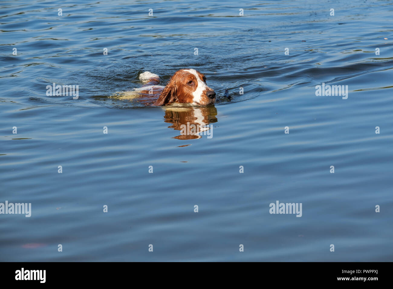 Welsh Springer Spaniel cane nuota in un piccolo lago. Foto Stock