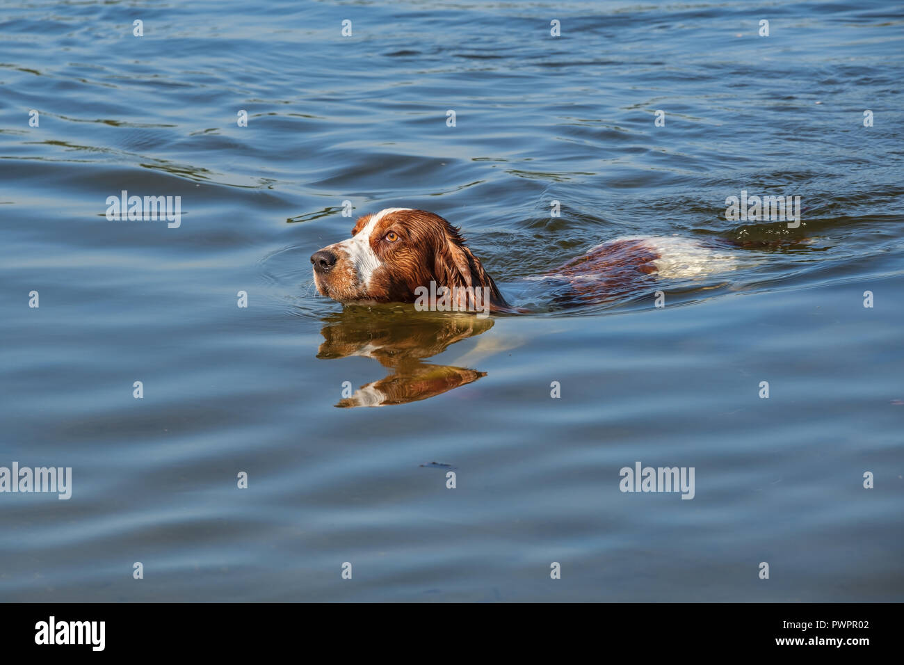 Welsh Springer Spaniel cane nuota in un piccolo lago. Foto Stock