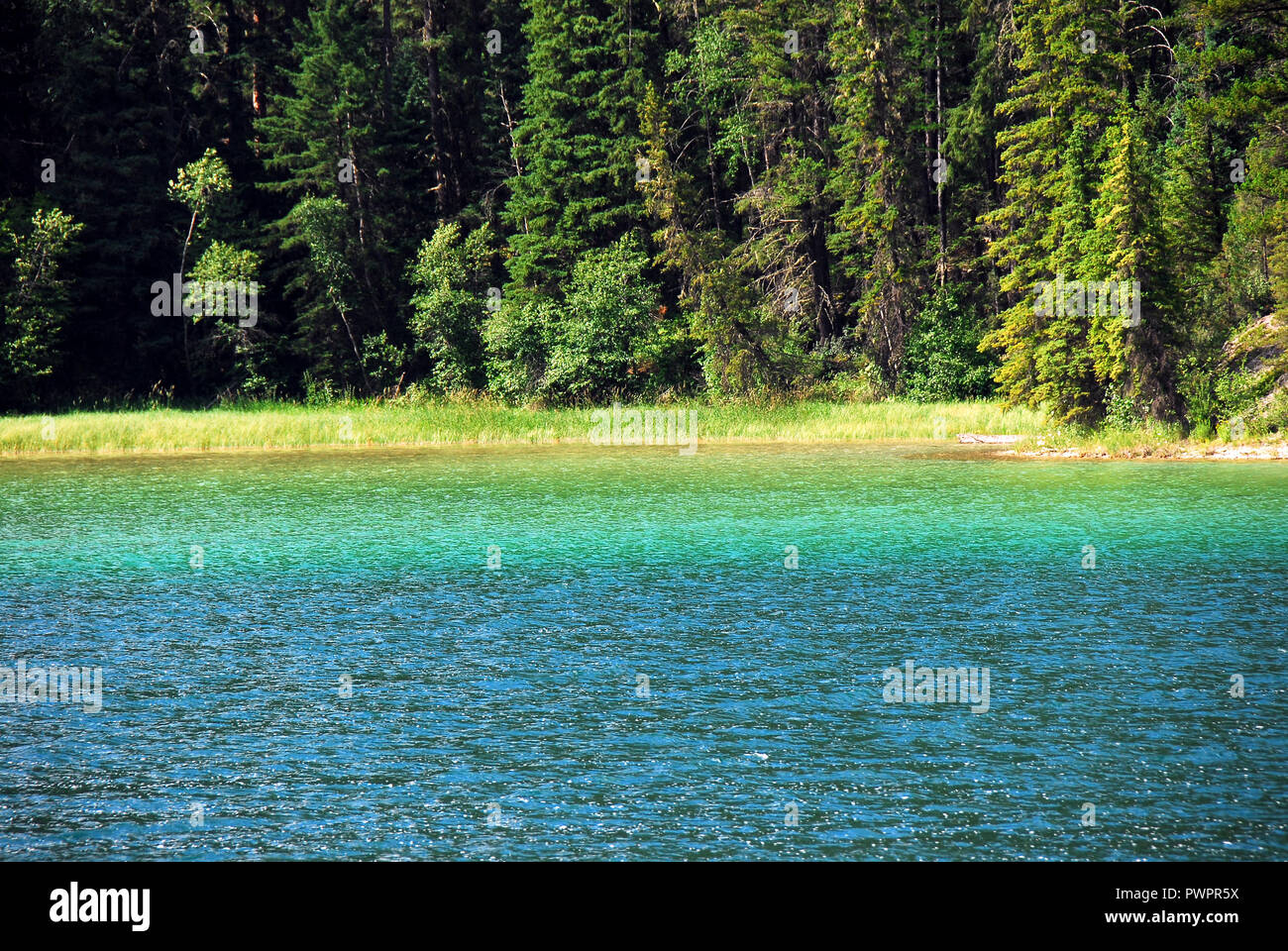 Bellezza naturale sul display in questa scena di un lago color turchese che contrastano con un profondo verde della foresta di conifere vicino a Banff, Canada. Foto Stock