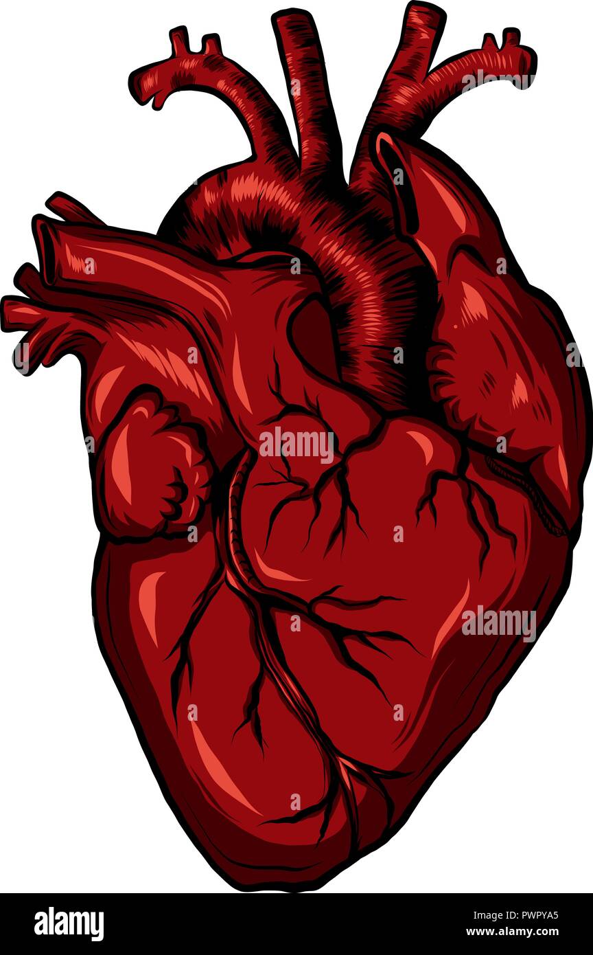 Biologia reale cuore umano rosso. Illustrazione Vettoriale Illustrazione Vettoriale