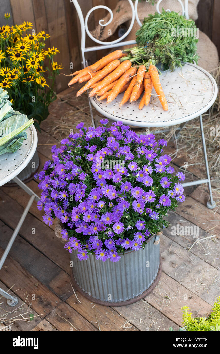 Fiori di Aster su una mostra floreale in tazze ad uno spettacolo d'autunno. REGNO UNITO Foto Stock