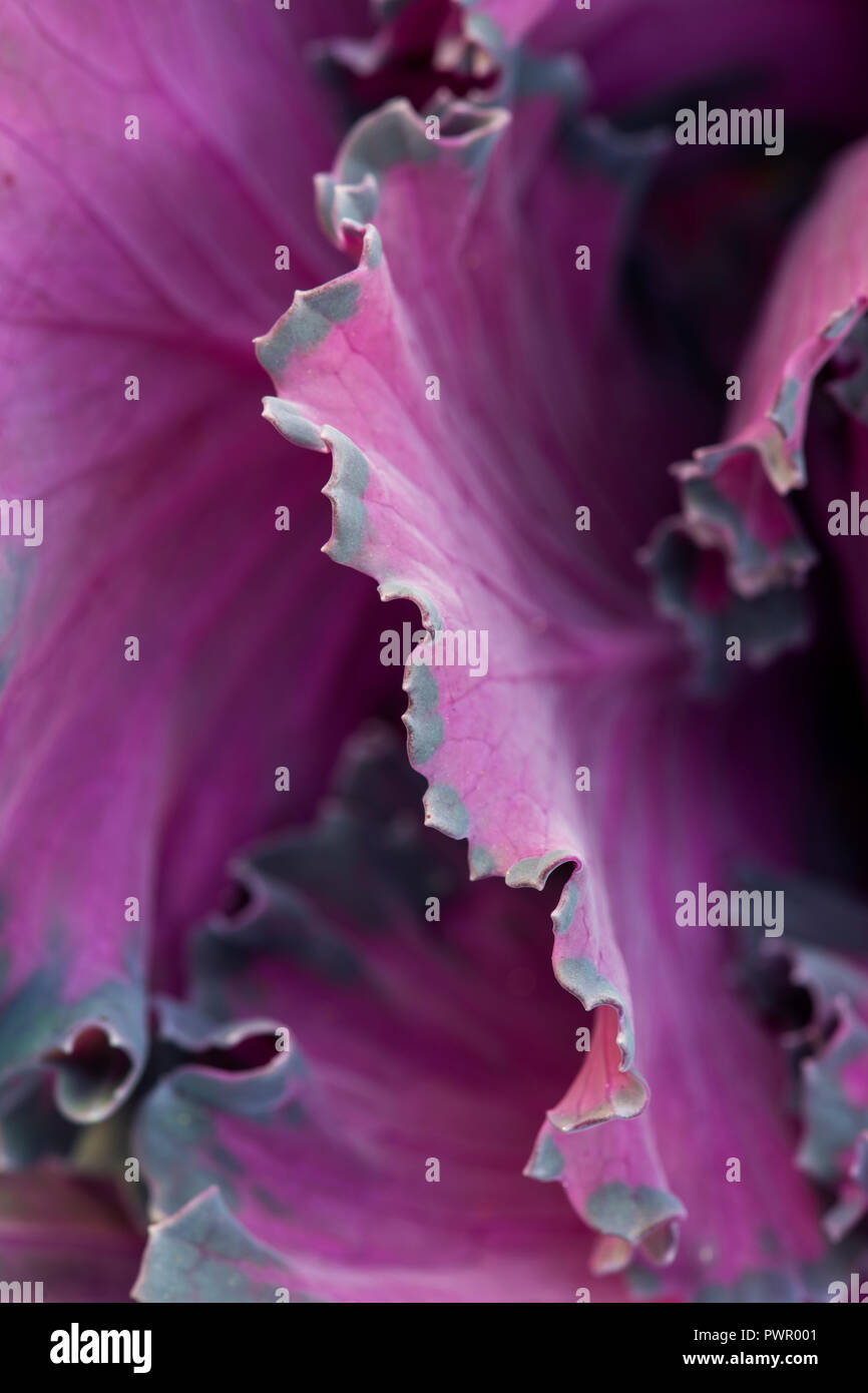 Brassica oleracea. Cavolo Northern Lights ibrido F1. Cavolo ornamentale pattern Foto Stock