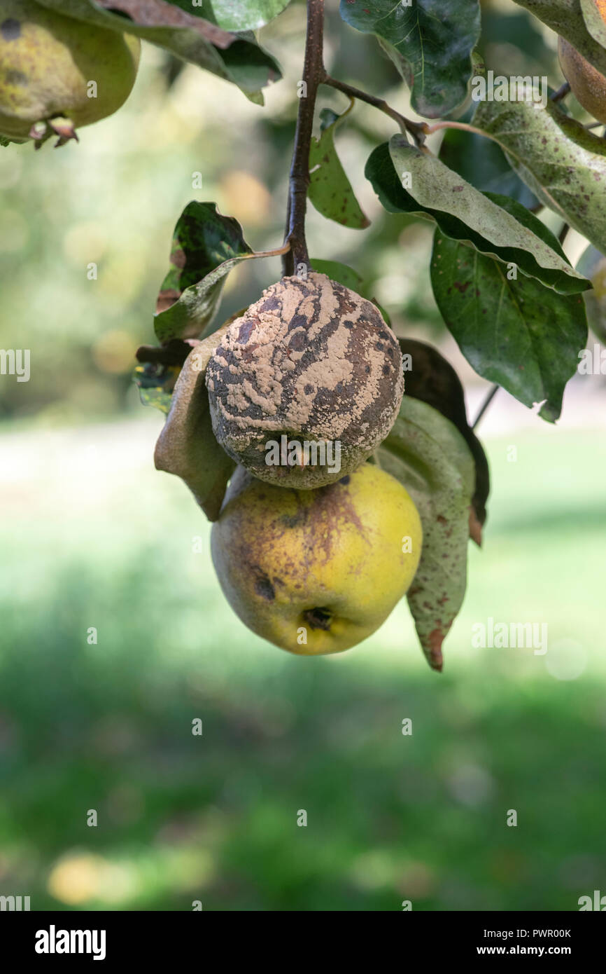 Cydonia oblunga. Aromatnaya cotogne Frutta con e senza il marciume bruno sulla struttura ad albero Foto Stock