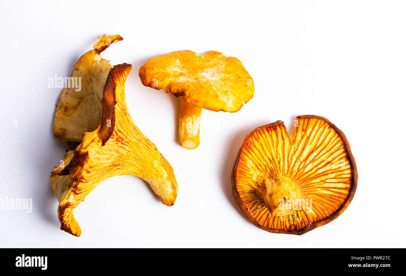 Materie Golden chanterelle fungo isolato su bianco Foto Stock