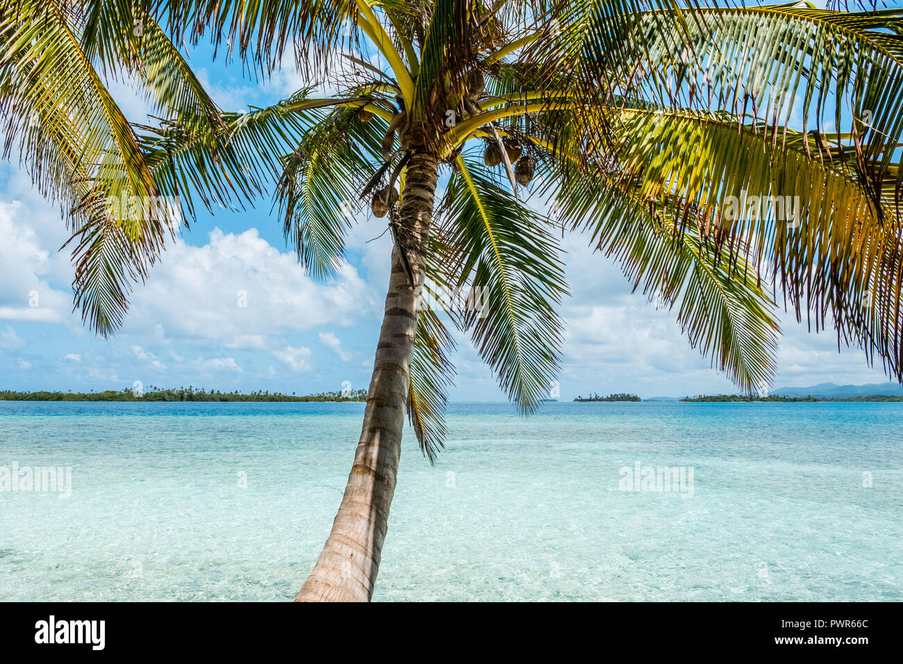 Plam tree con spiaggia e l'oceano sullo sfondo - isola tropicale Foto Stock