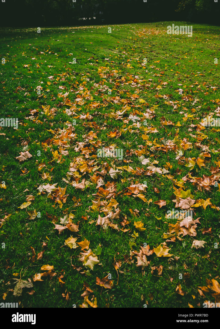Seccata, foglie autunnali sull'erba Foto Stock