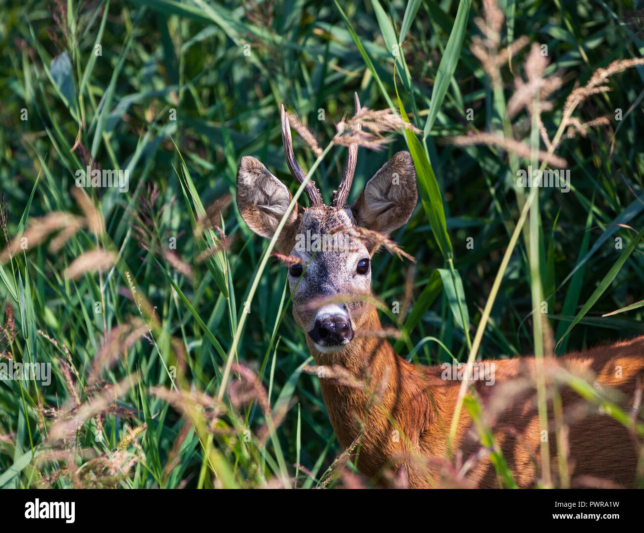 Deer Buck ritratto nella natura selvaggia,tarda primavera o estate, utili per la caccia o riviste o articoli Foto Stock