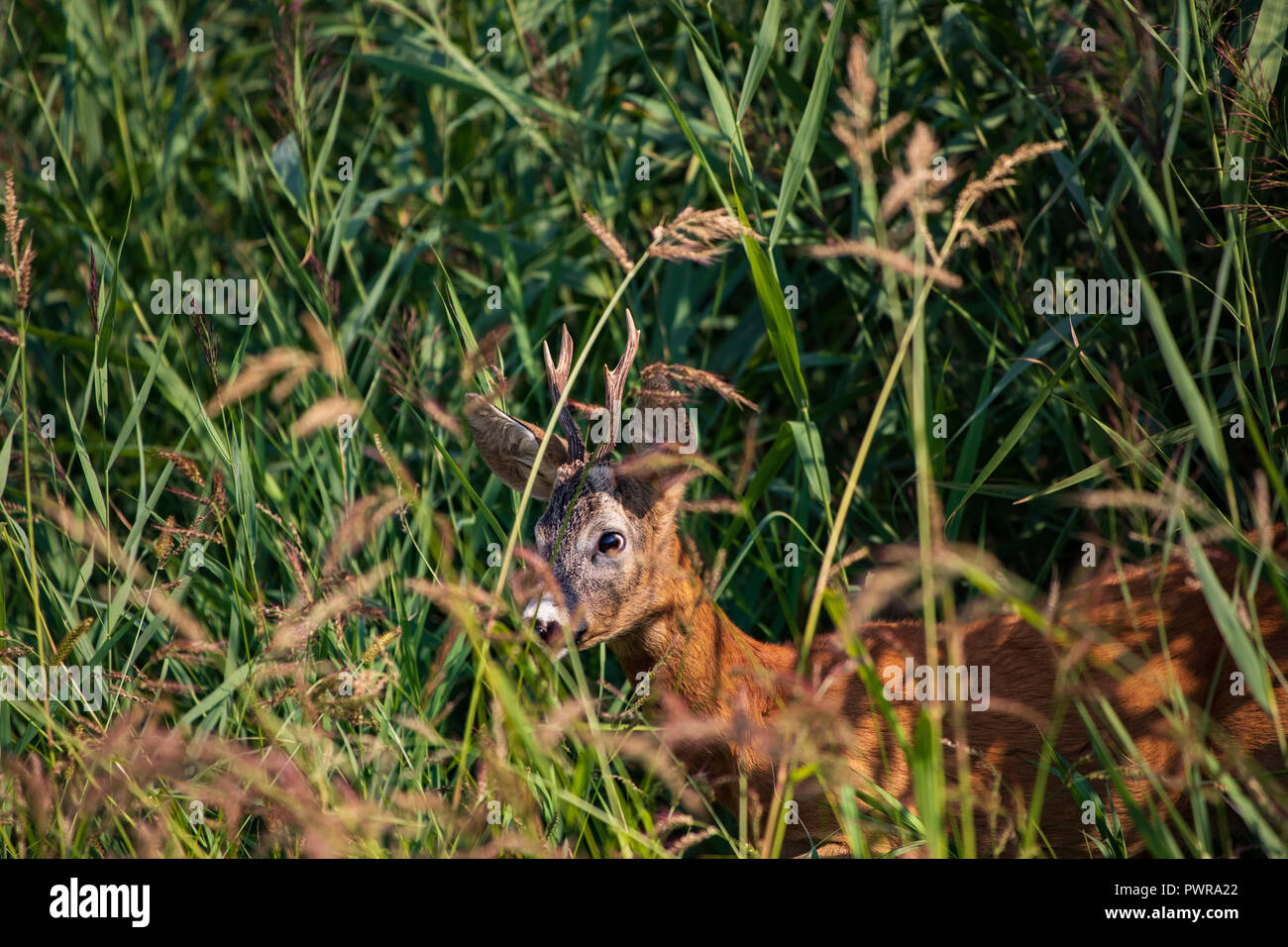 Deer Buck ritratto nella natura selvaggia,tarda primavera o estate, utili per la caccia o riviste o articoli Foto Stock