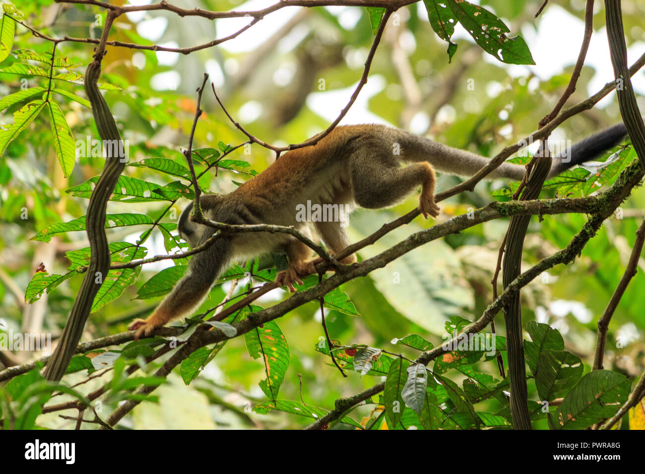 Scimmia di scoiattolo nella foresta amazzonica, Ecuador Foto Stock