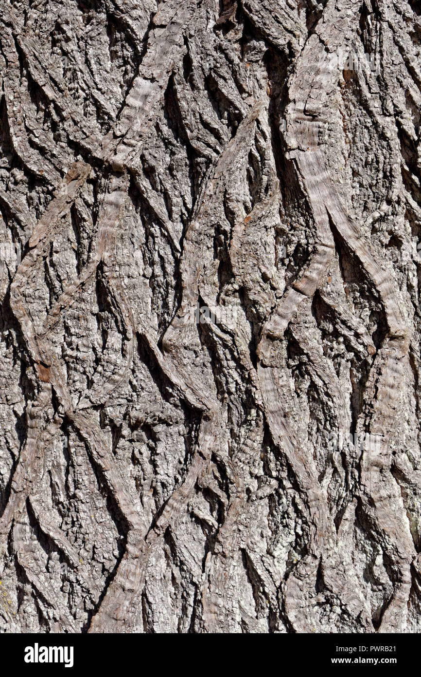 Close-up del solcato corteccia di un maturo dolce castagno castanea sativa albero, Vancouver, BC, Canada Foto Stock
