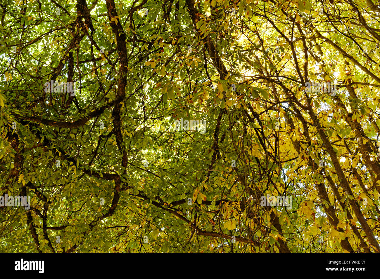 Vista dal basso del rami aggrovigliati e caduta delle foglie della coppia di alberi decidui Foto Stock