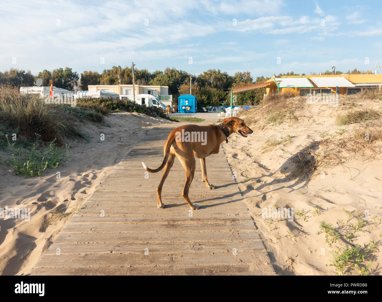 Razza Whippet cane con tre gambe sulla spiaggia in Spagna Foto Stock
