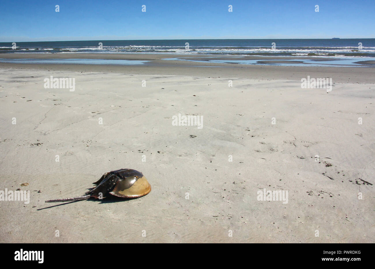 Un ferro di cavallo crab arenati su una spiaggia con le onde del mare sullo sfondo. Foto Stock