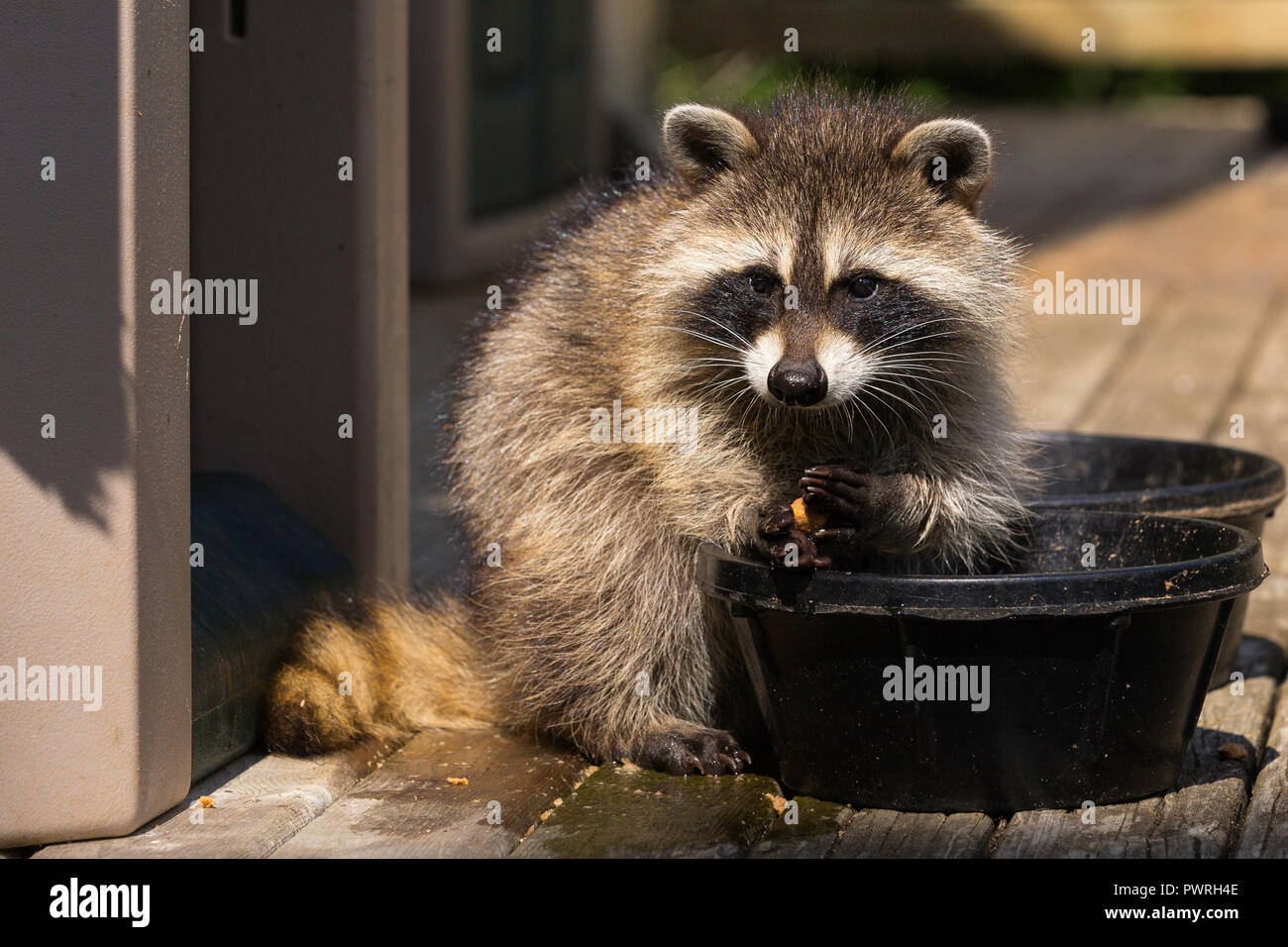 Raccoon sul ponte di mangiare da una serie di vaschette di cibo. Foto Stock