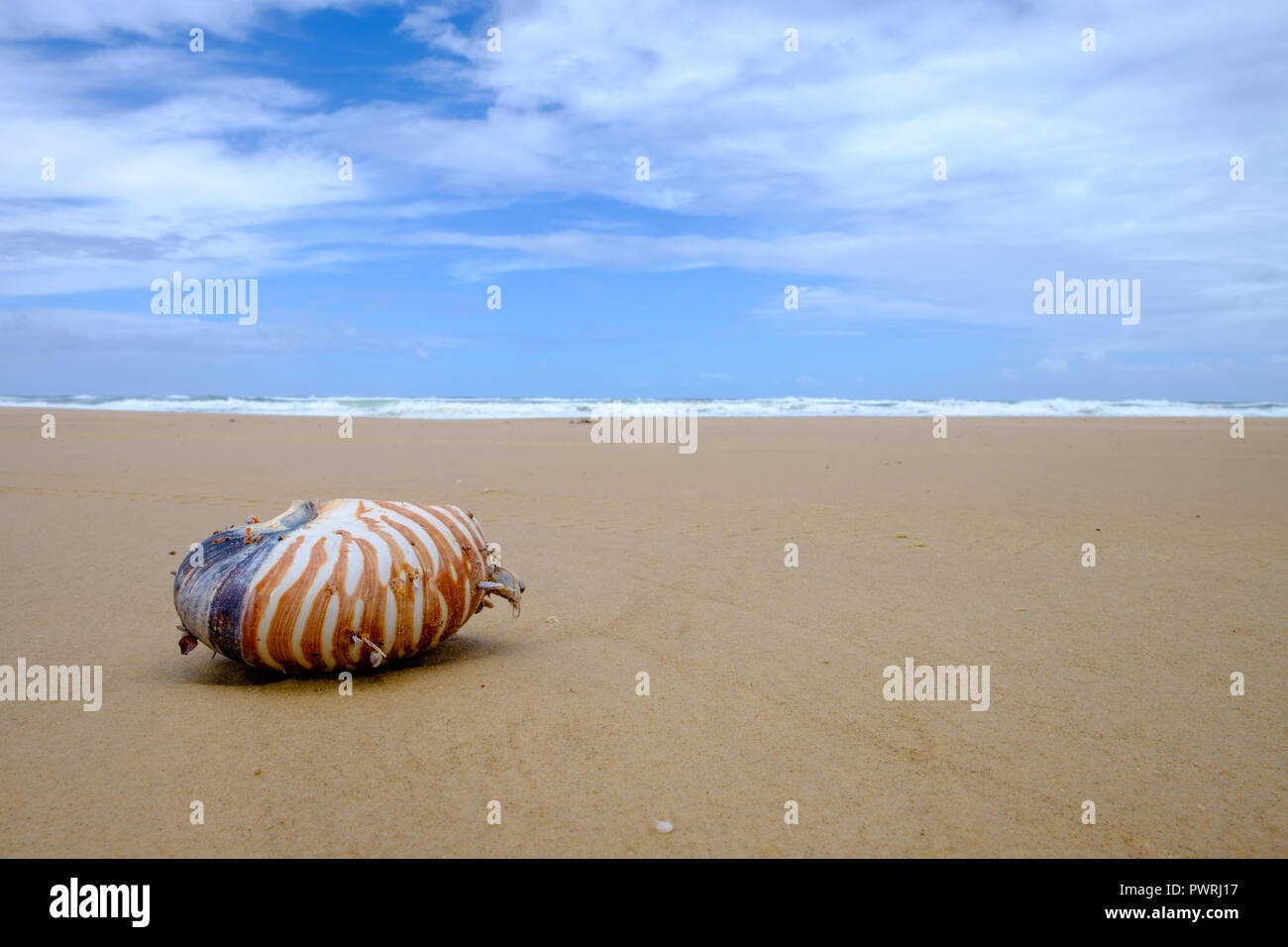 Shell Nautilus lavato fino sulla spiaggia - Isola Fraser Foto Stock