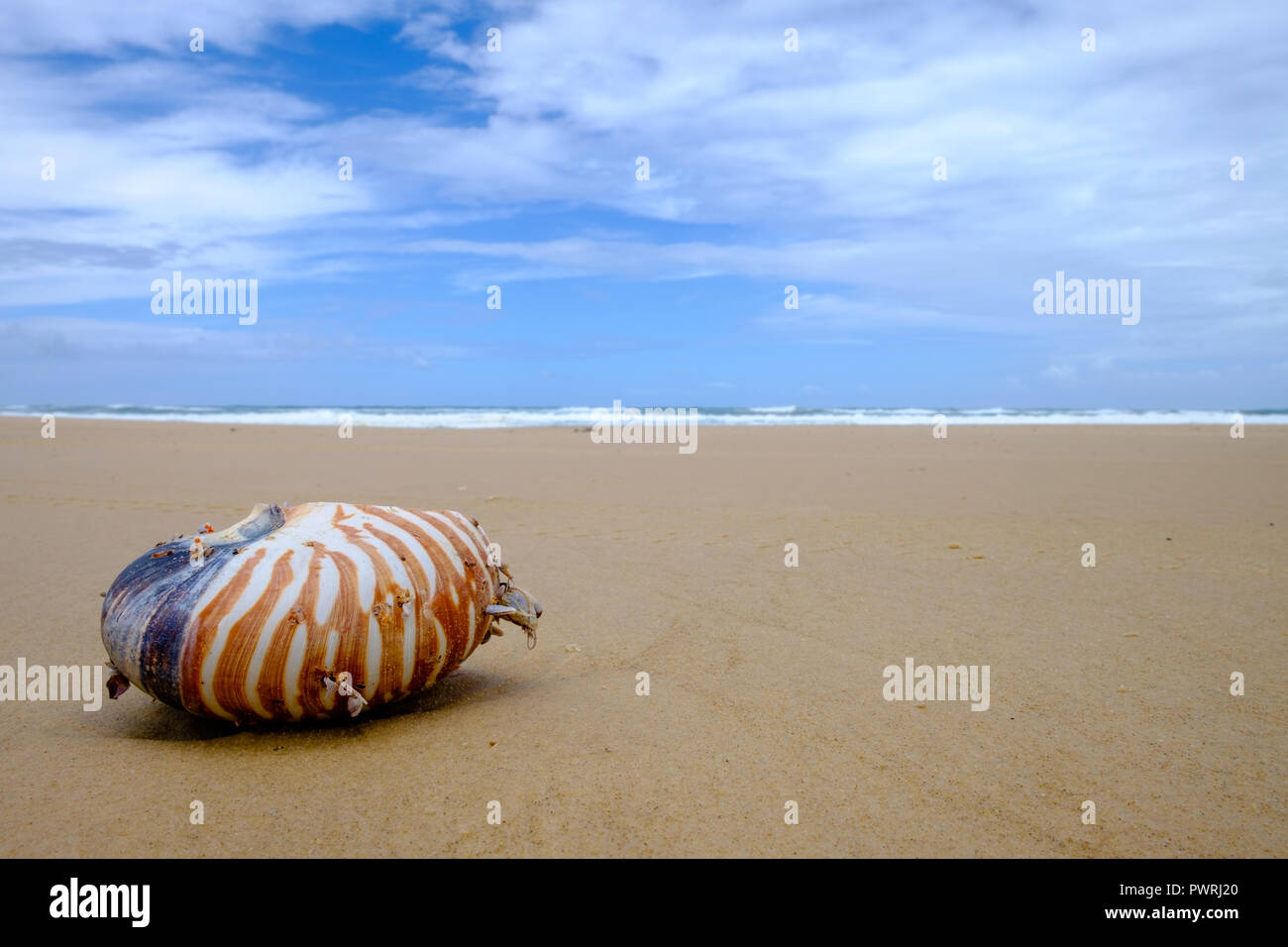 Shell Nautilus lavato fino sulla spiaggia - Isola Fraser Foto Stock