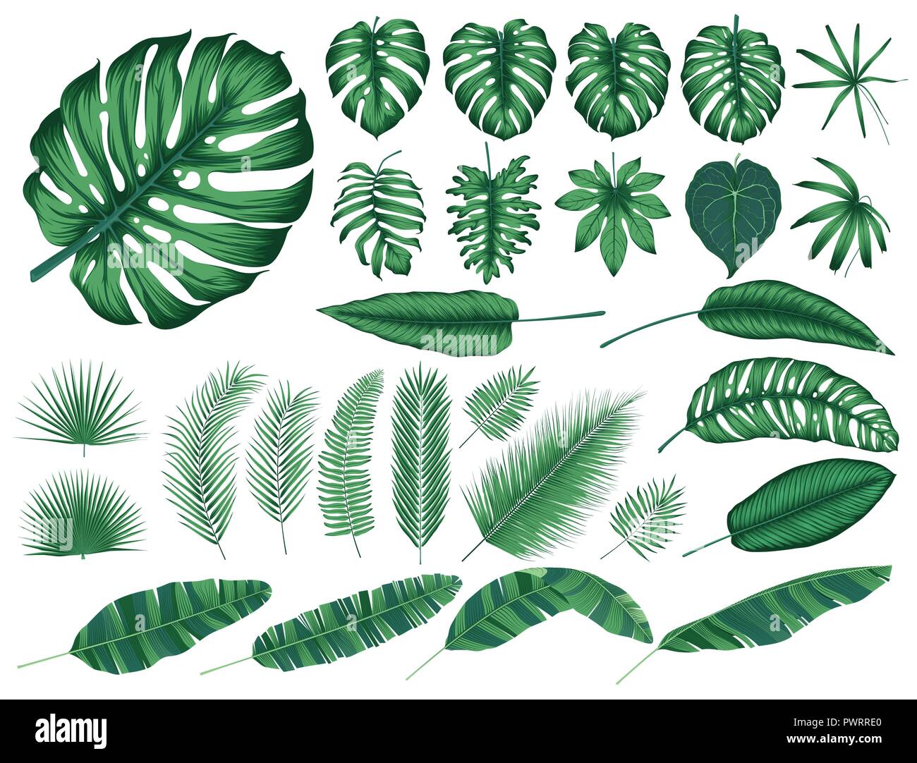 Dettagliata foglie tropicali e piante, vettore collezione elementi isolati modello per il tuo design Illustrazione Vettoriale