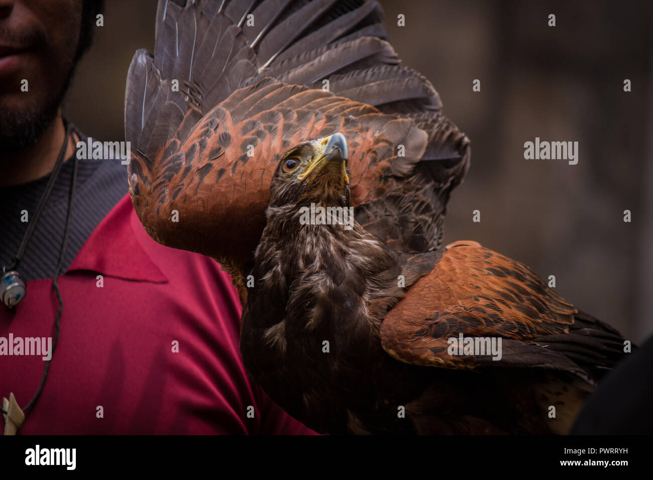 Dettaglio di un'aquila, cercando il cielo Foto Stock