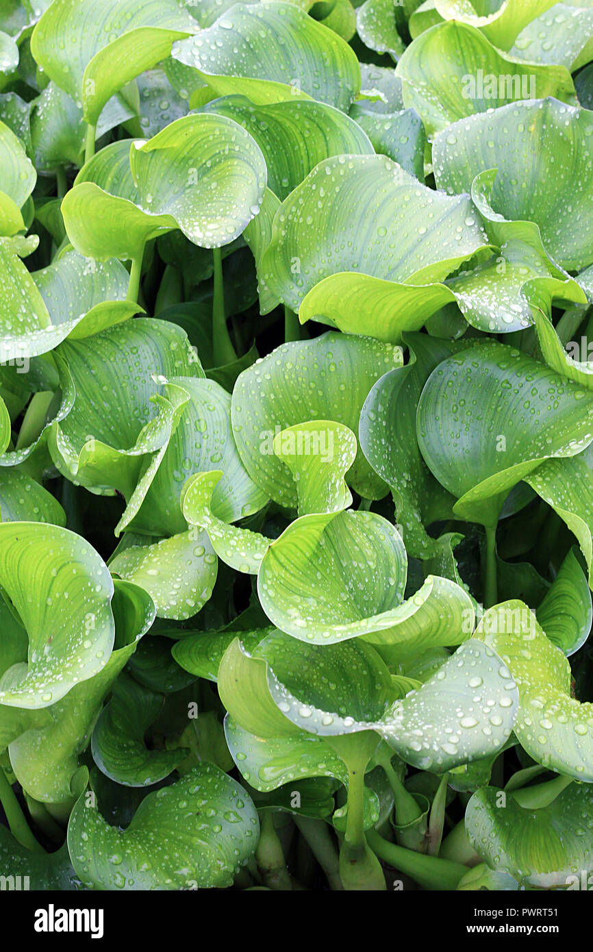 Mattina gocce di rugiada sul verde acqua lascia Foto Stock