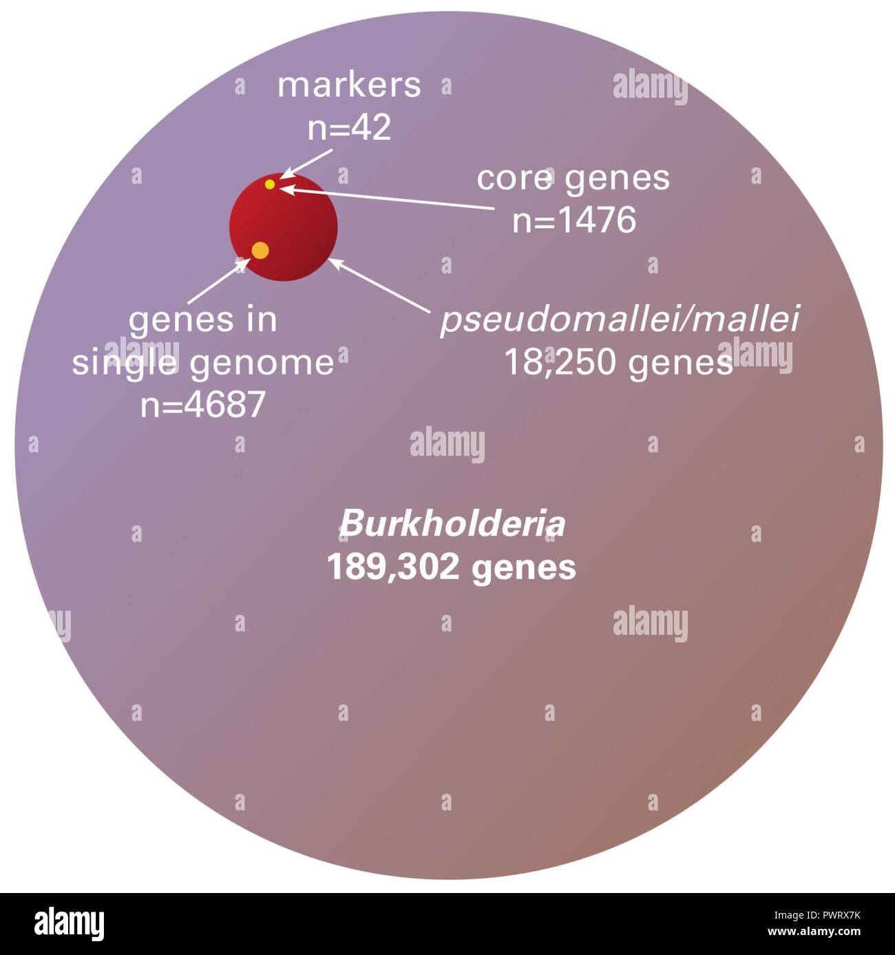 Rappresentazione del Burkholderia pan-genoma e sub-componenti. Il cerchio viola rappresenta il numero univoco di i geni che si trovano all'interno del genere Burkholderia; il cerchio rosso rappresenta i geni condivisi tra B. pseudomallei e il suo clone, B. mallei; il cerchio arancione rappresenta il numero medio di geni in B. ps. genoma; core i geni sono quei geni che sono comuni a tutte le specie di Burkholderia; i marcatori sono quelle sequenze che sono unici per B. pseudomallei e distinguere tale specie provenienti da tutti gli altri ceppi Burkholderia. Foto Stock