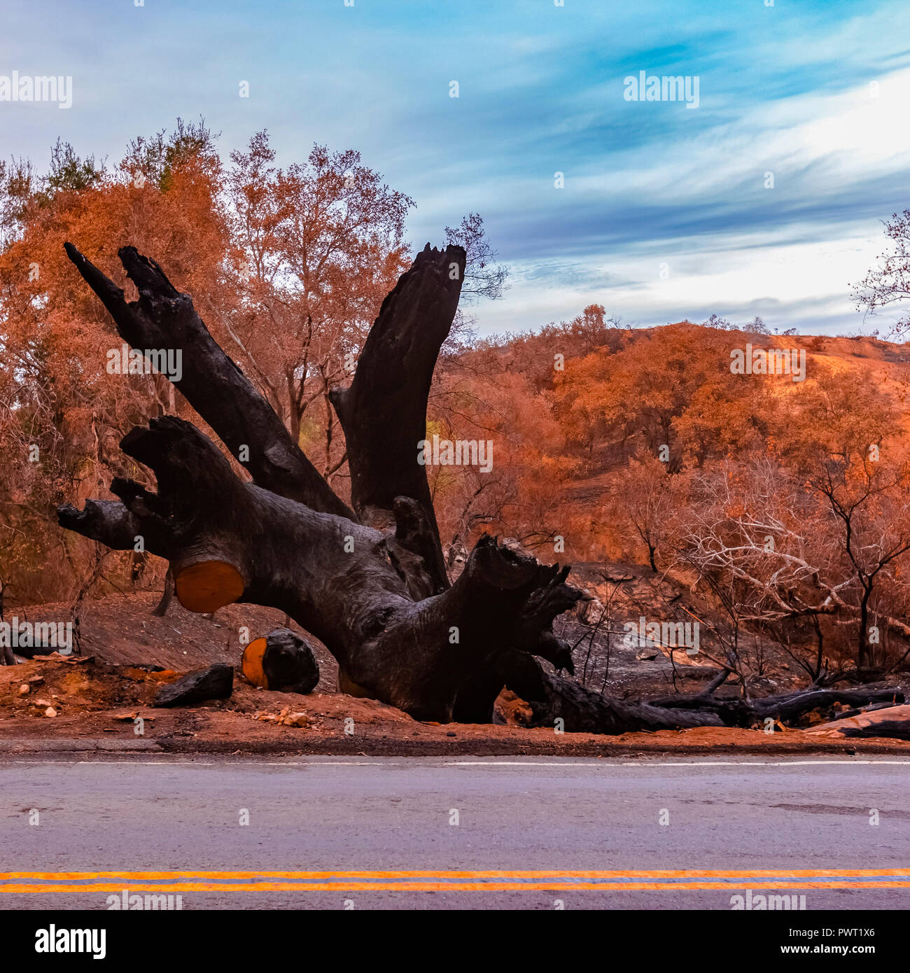 Albero bruciato accanto a una strada dopo il fuoco lilla Foto Stock