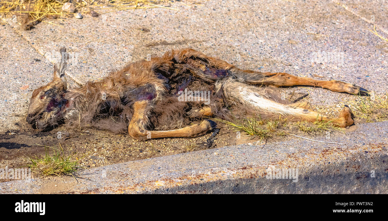 Dead fawn giacente su un marciapiede in calcestruzzo Foto Stock